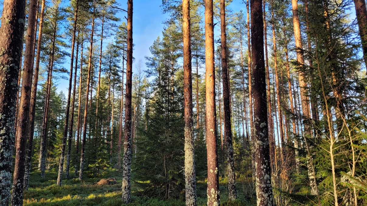 Haapala 232-411-012-002