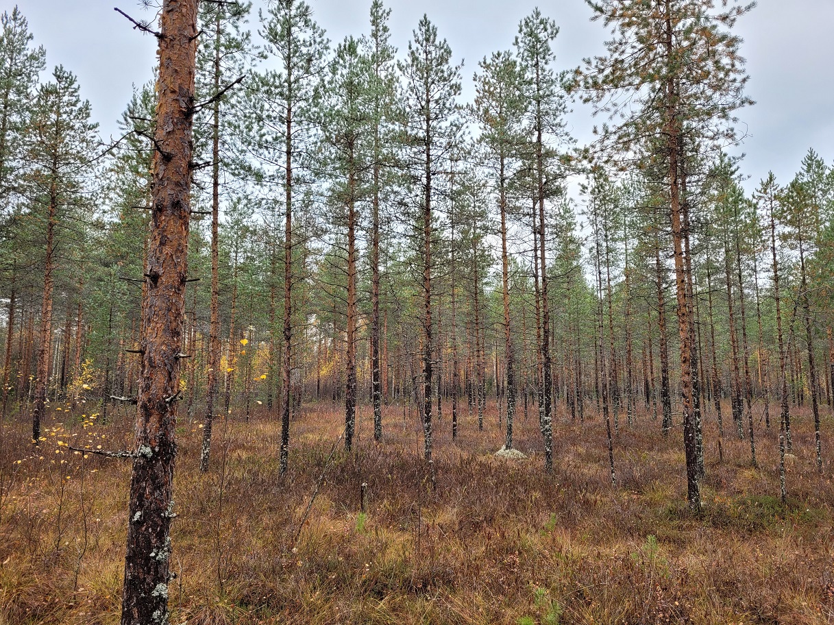 k14.jpg