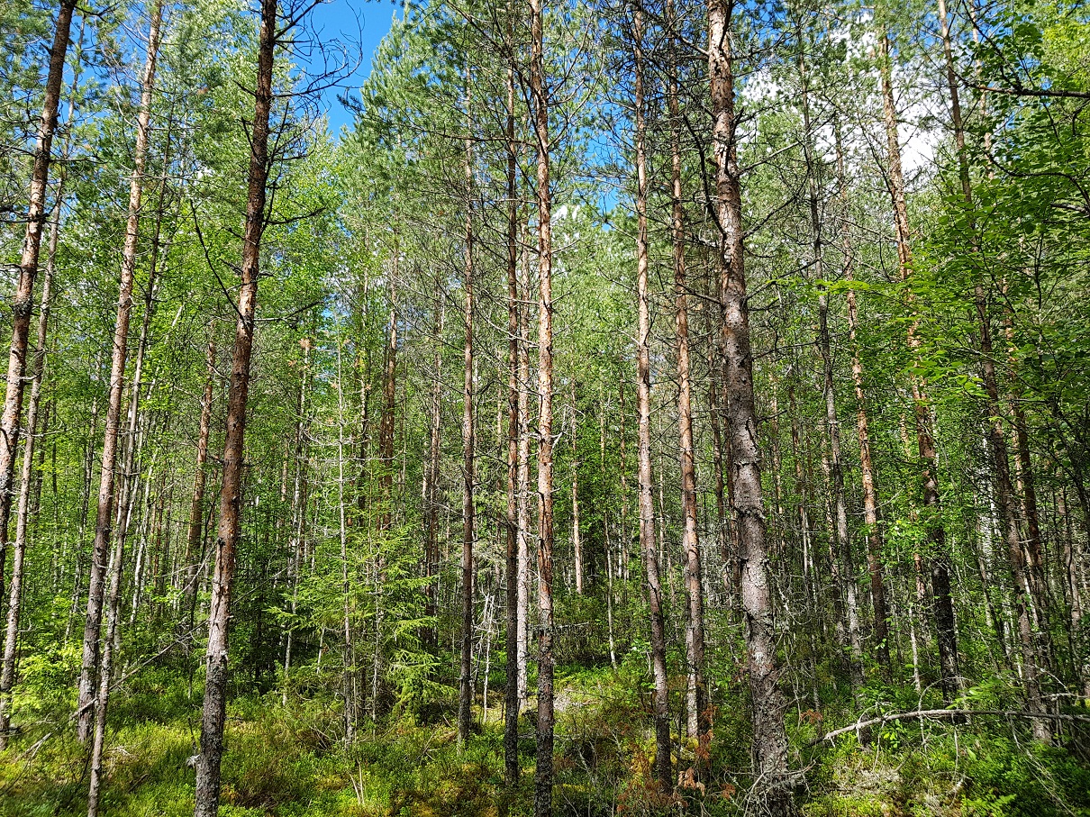 k18.jpg