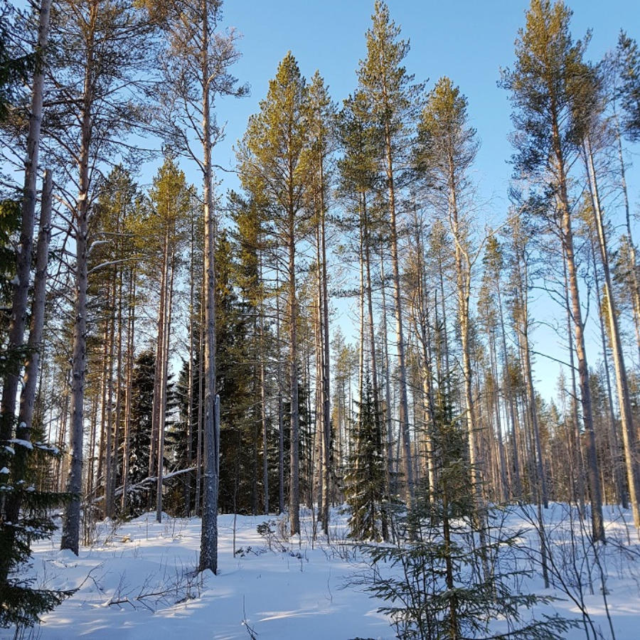 rosomaa-12.jpg