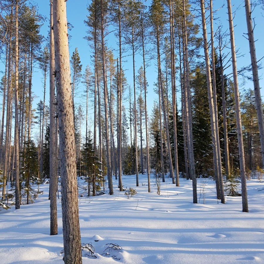 rosomaa-16.jpg