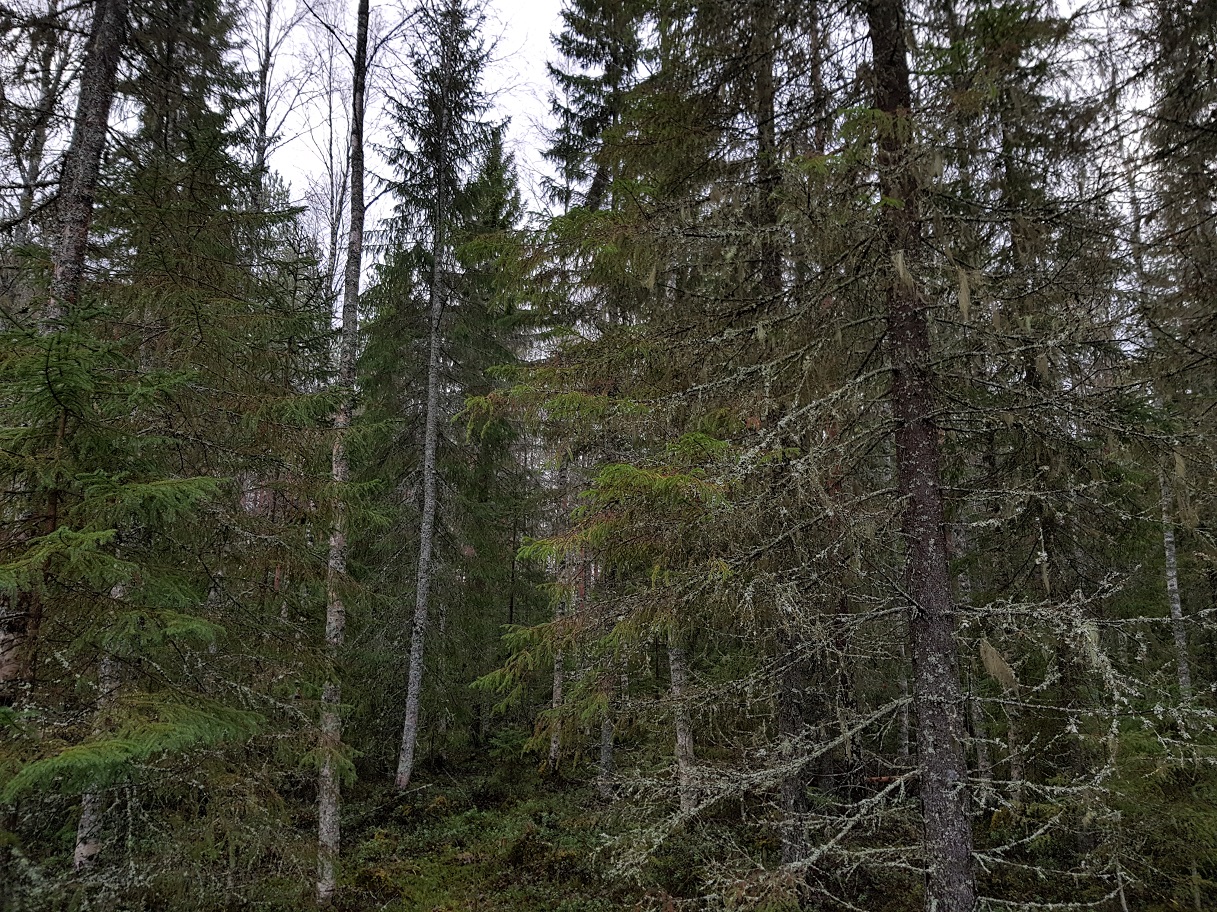 ts14.jpg